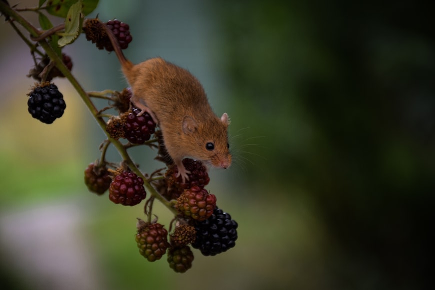 accidentally ate food eaten by mouse