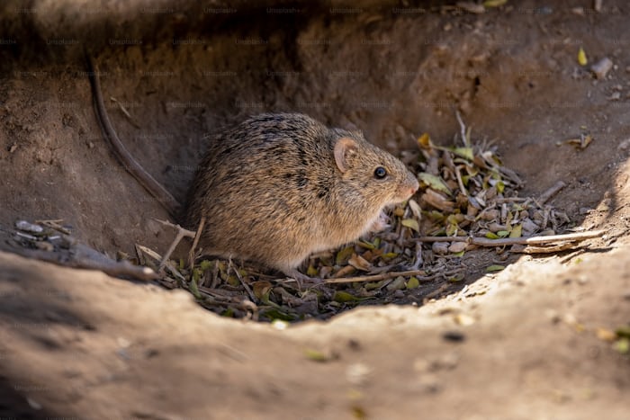 Accidentally ate food eaten by mouse